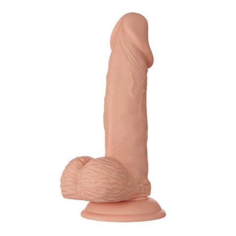 BAILE-Beautiful Zebulon 7.6"" BAILE-Beautiful Zebulon 7.6""