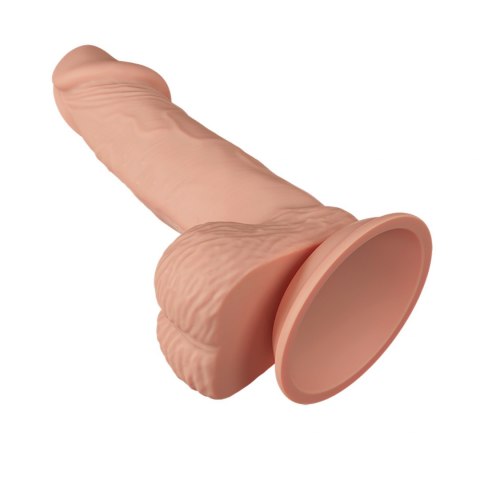 BAILE-Beautiful Zebulon 7.6"" BAILE-Beautiful Zebulon 7.6""